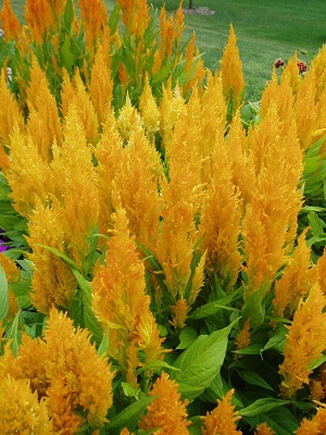 CELOSIA Kelos Yellow